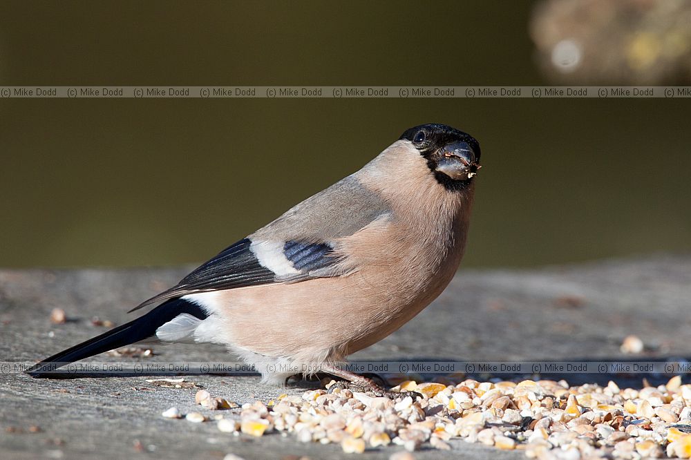 Pyrrhula pyrrhula Bullfinch female