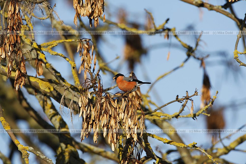 Pyrrhula pyrrhula Bullfinch male eating ash keys (Fraxinus excelsior)