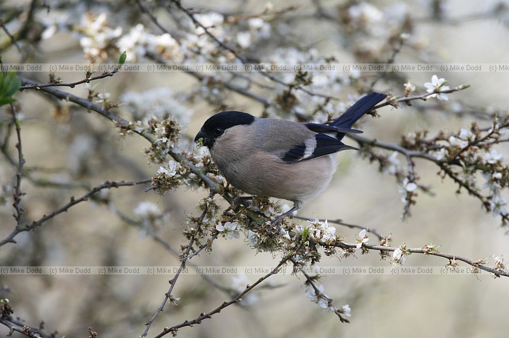 Pyrrhula pyrrhula Bullfinch female