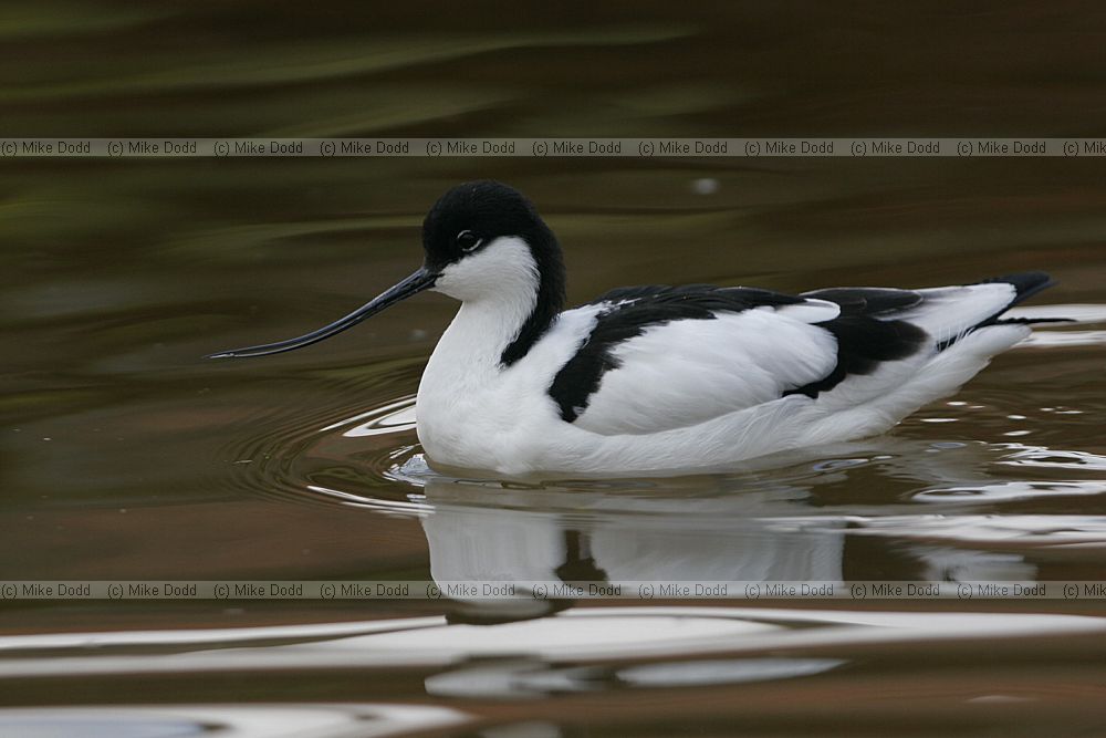 Recurvirostra avosetta Avocet