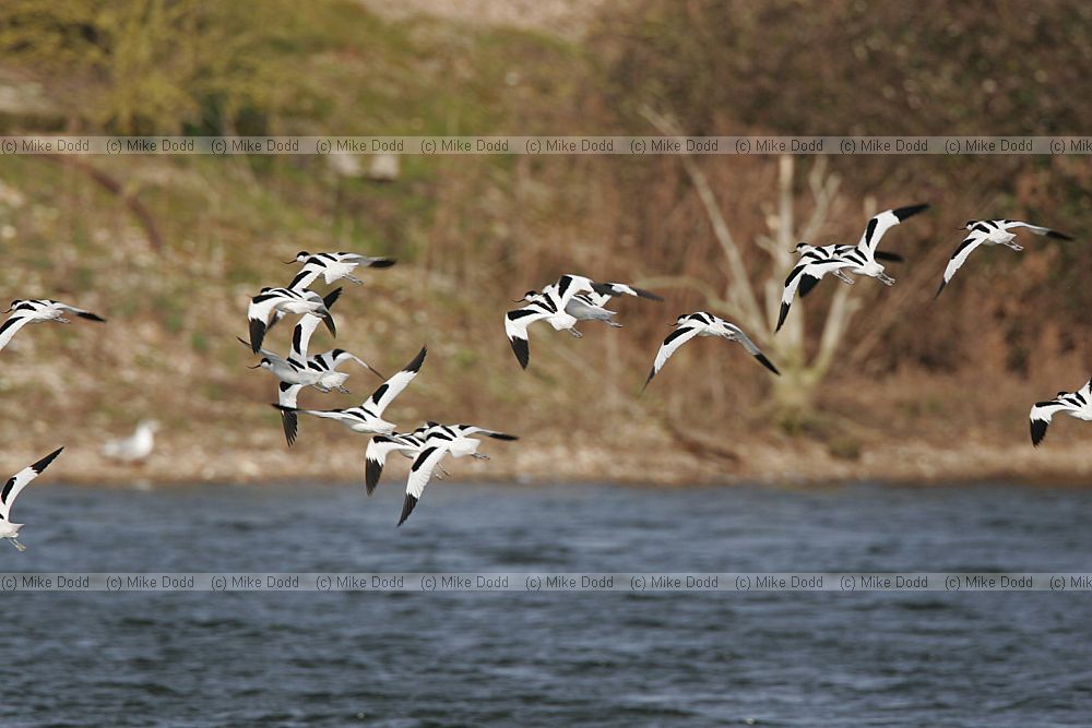 Recurvirostra avosetta Avocet