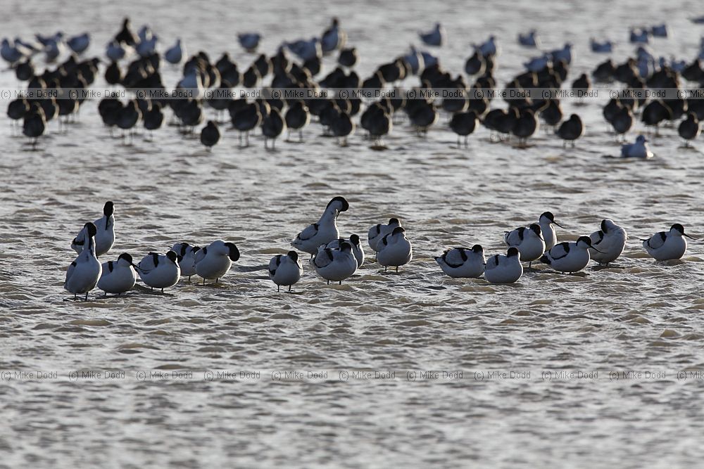 Recurvirostra avosetta Avocets