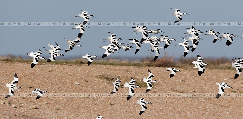 Recurvirostra avosetta Avocet