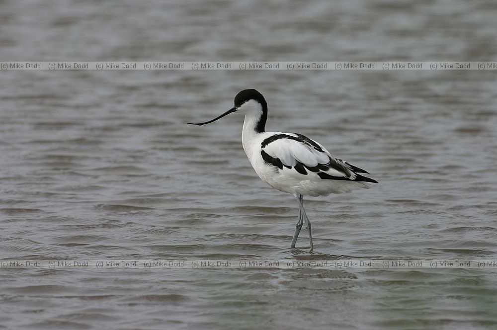 Recurvirostra avosetta Avocet