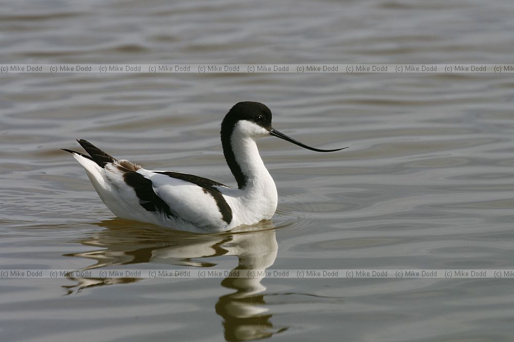 Recurvirostra avosetta Avocet