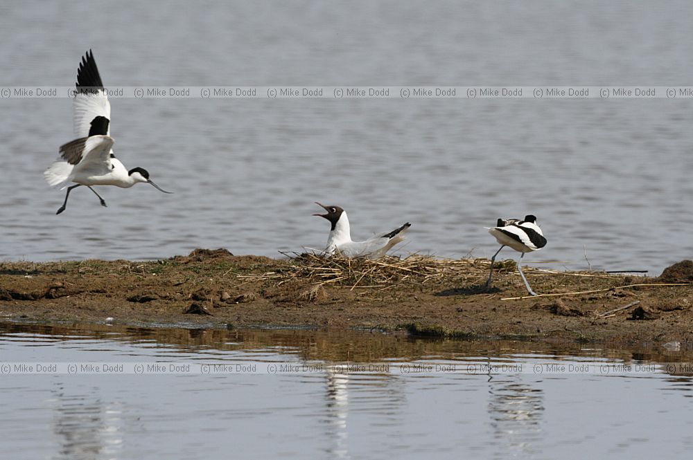 Recurvirostra avosetta Avocet