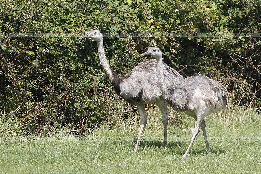 Rhea americana Greater Rhea