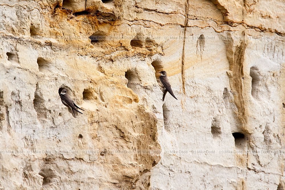 Riparia riparia Sand martins and nest burrows in sand quarry cliff