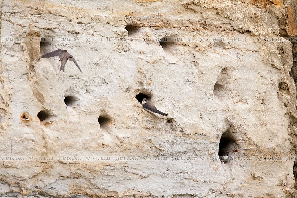 Riparia riparia Sand martins and nest burrows in sand quarry cliff