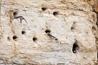 Riparia riparia Sand martins and nest burrows in sand quarry cliff