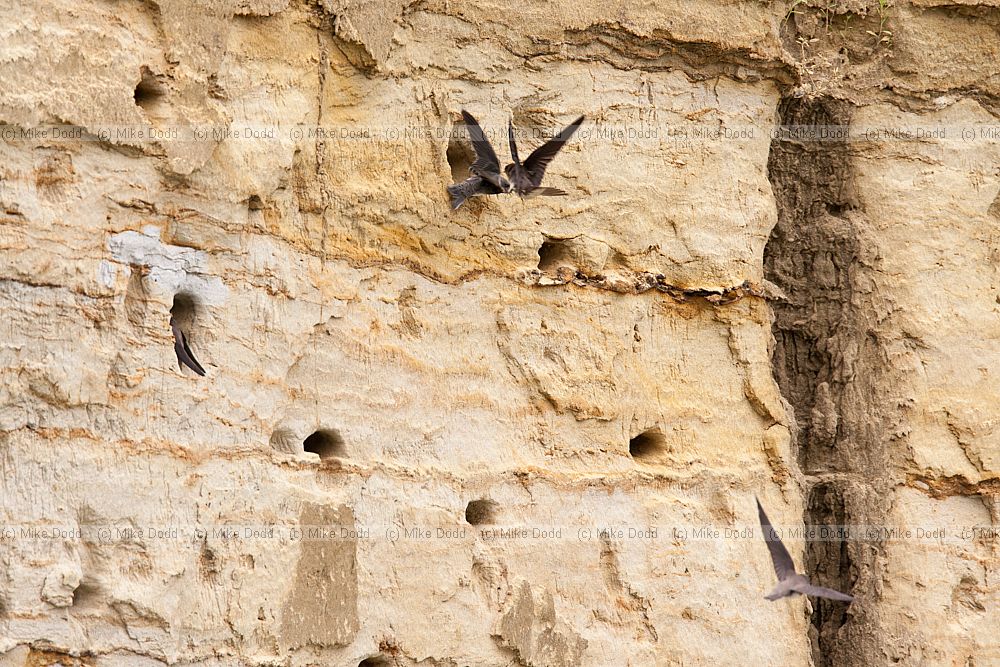 Riparia riparia Sand martins and nest burrows in sand quarry cliff
