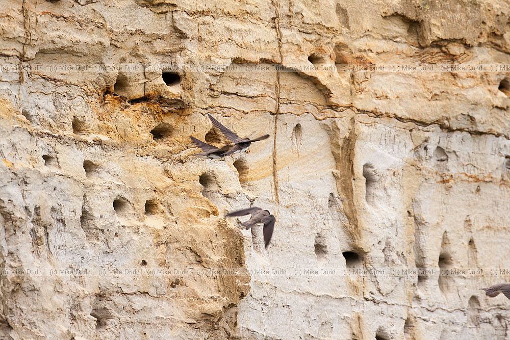 Riparia riparia Sand martins and nest burrows in sand quarry cliff