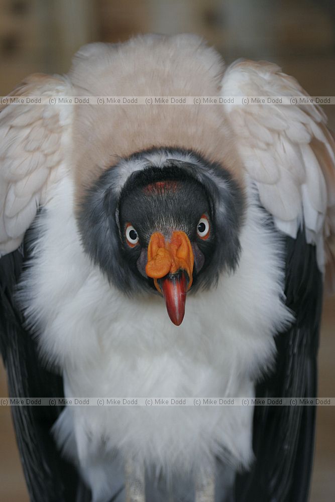 Sarcoramphus papa King Vulture