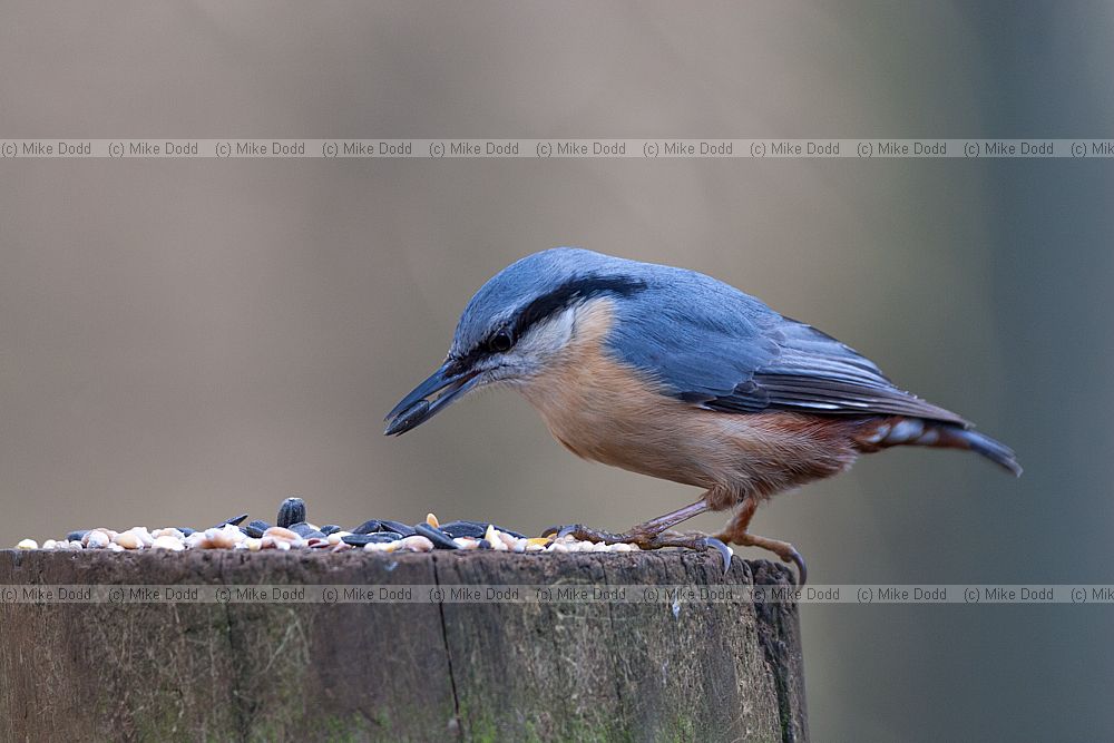 Sitta europaea Nuthatch