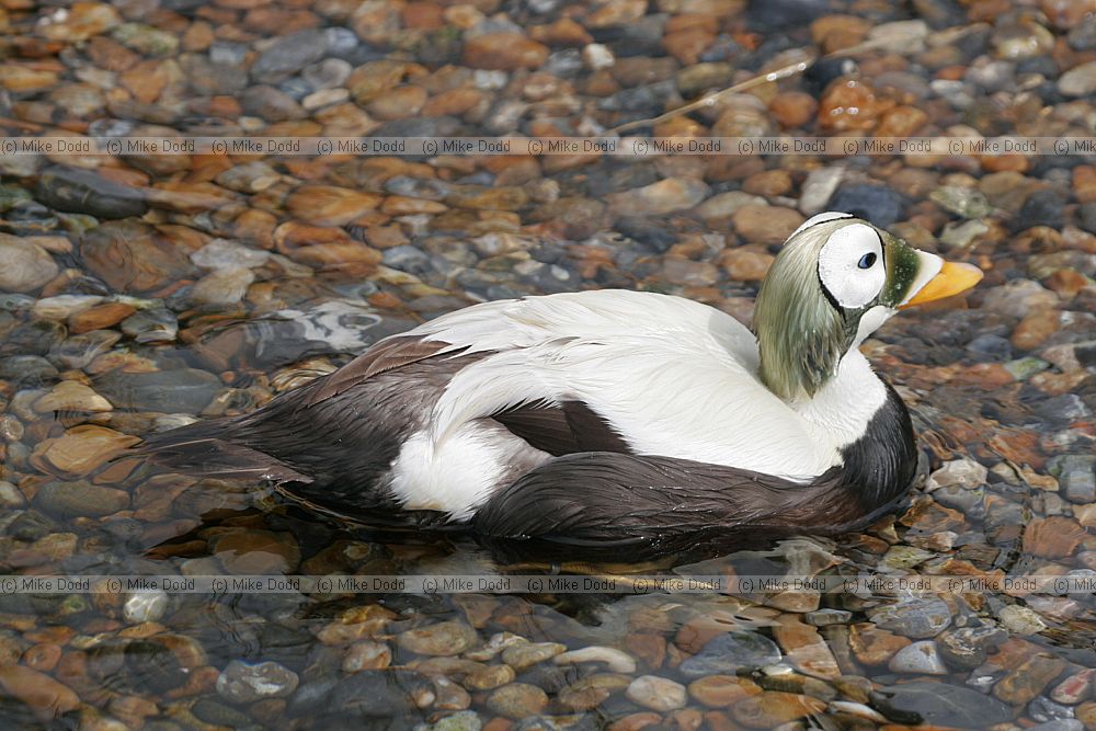 Somateria fischeri Spectacled Eider
