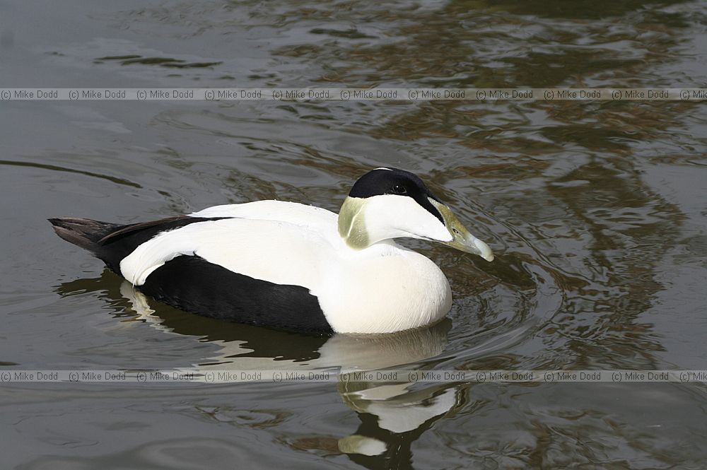 Somateria mollissima Eider duck male