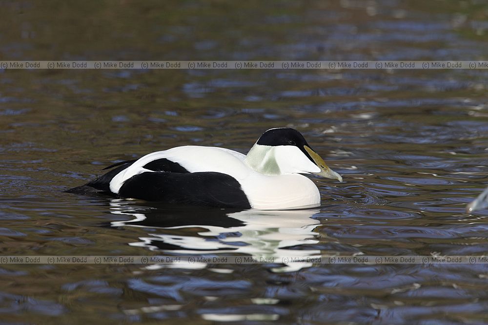Somateria mollissima Common Eider male