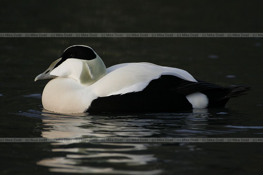 Somateria mollissima Eider ducks