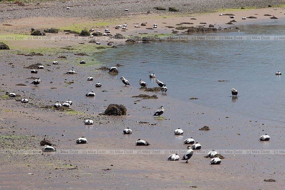 Somateria mollissima Eider ducks