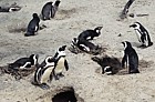 Spheniscus demersus Jackass penguins Simon's town