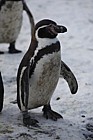 Spheniscus humboldti Humbolt penguin