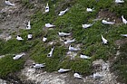 Sterna striata White-fronted Tern