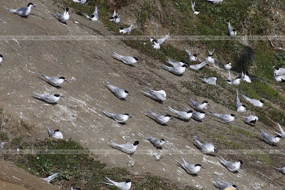 Sterna striata White-fronted Tern