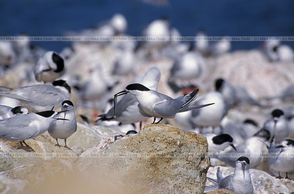 Sterna striata White fronted terns displaying Otago peninsula