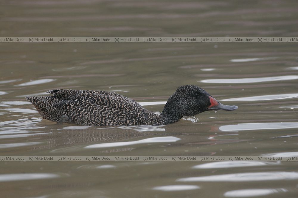 Stictonetta naevosa Freckled Duck