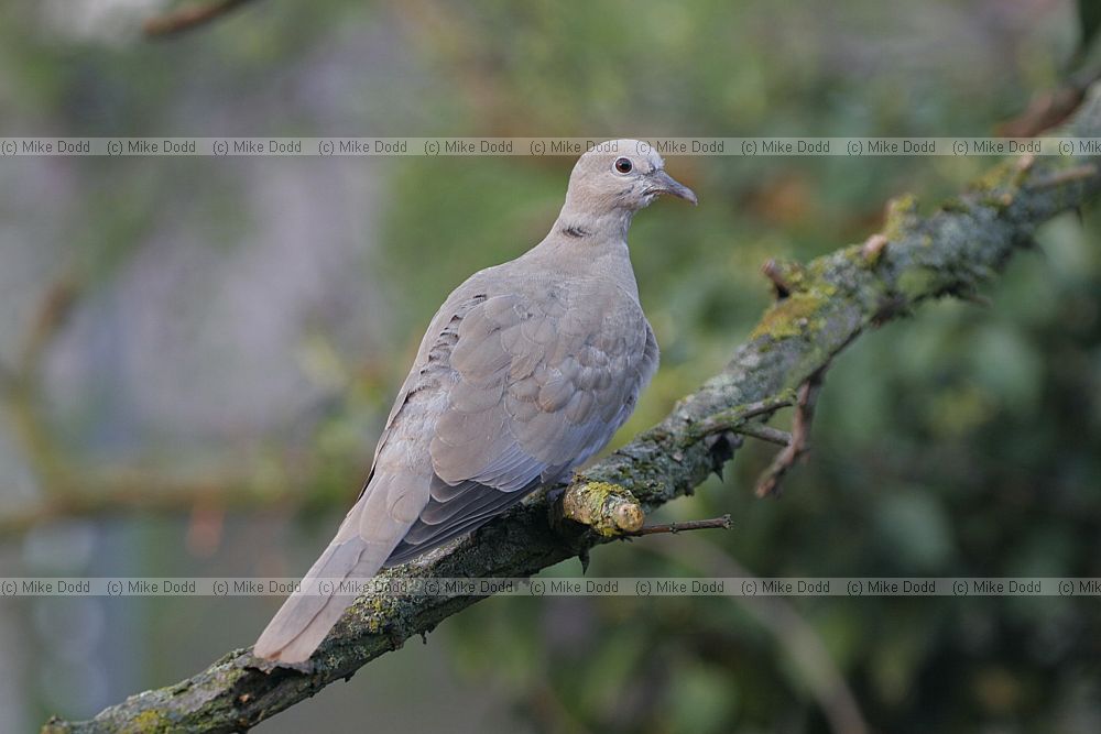 Streptopelia decaocto Collared dove young