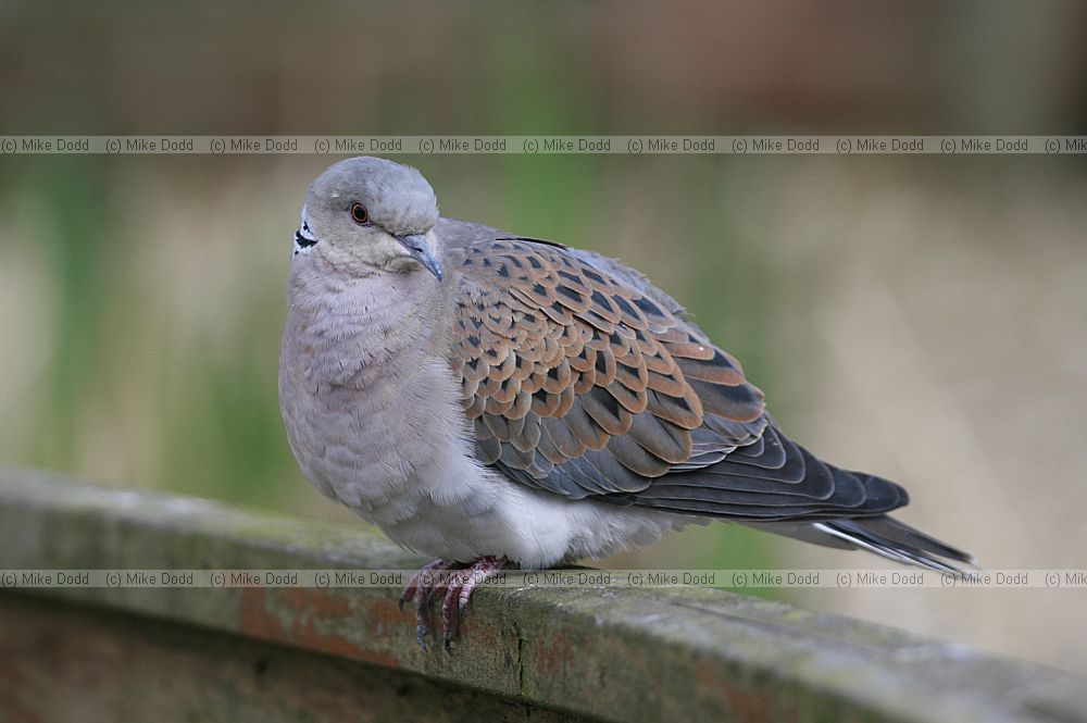 Streptopelia turtur Turtle dove