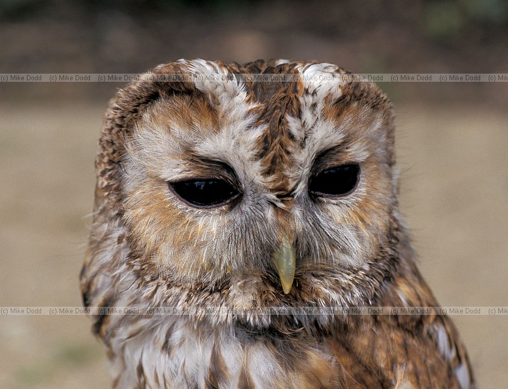 Strix aluco Tawny owl