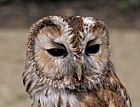Strix aluco Tawny owl