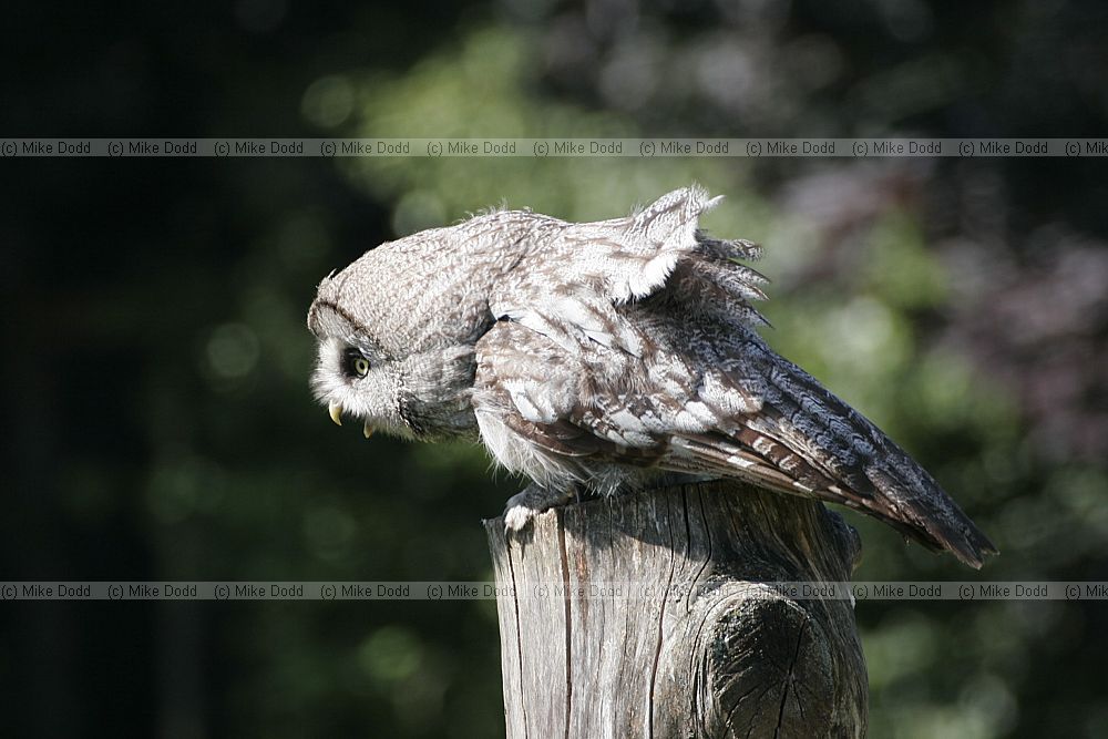 Strix nebulosa Great Grey Owl