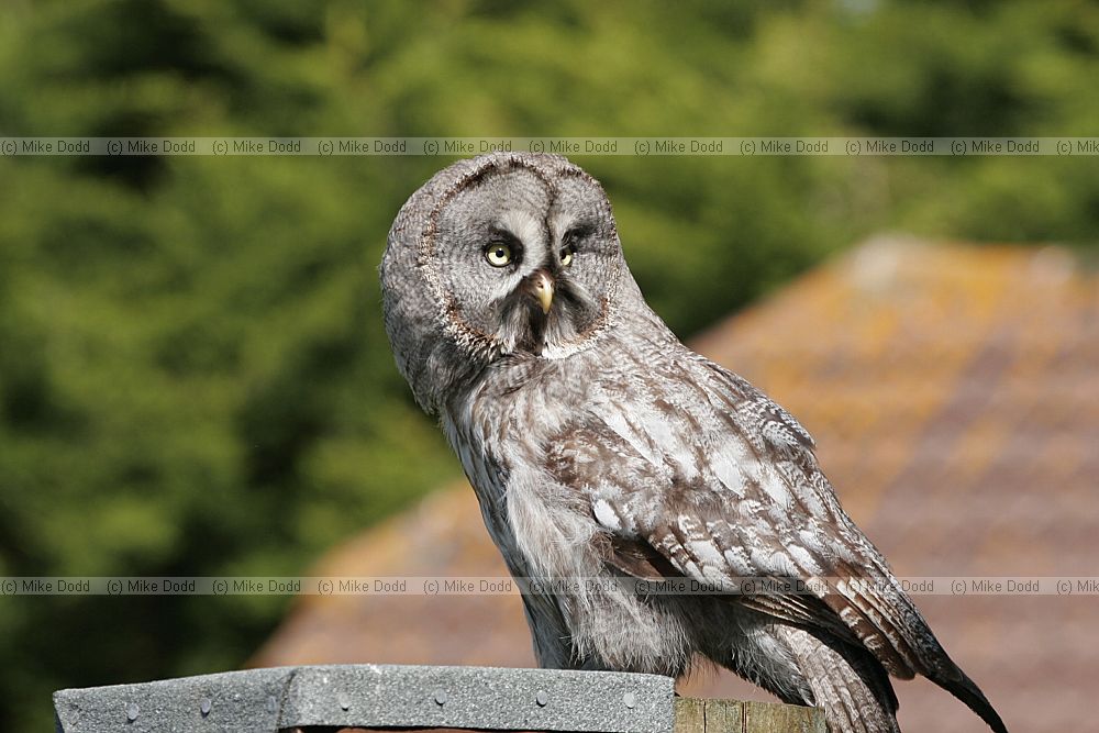 Strix nebulosa Great Grey Owl