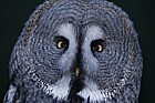Strix nebulosa Great Grey Owl