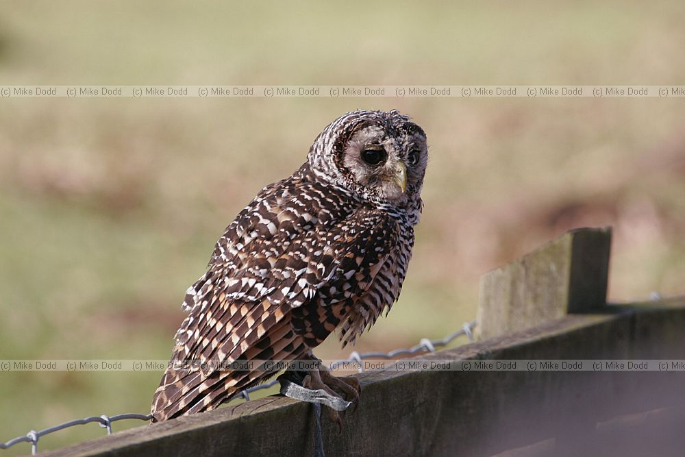 Strix rufipes Rufous-legged Owl