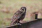 Strix rufipes Rufous-legged Owl