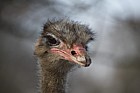 Struthio camelus Ostrich