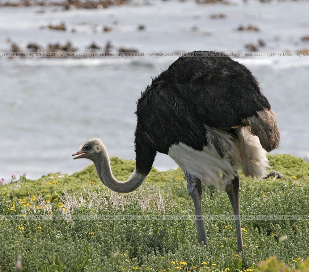Struthio camelus Ostrich