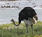 Struthio camelus Ostrich
