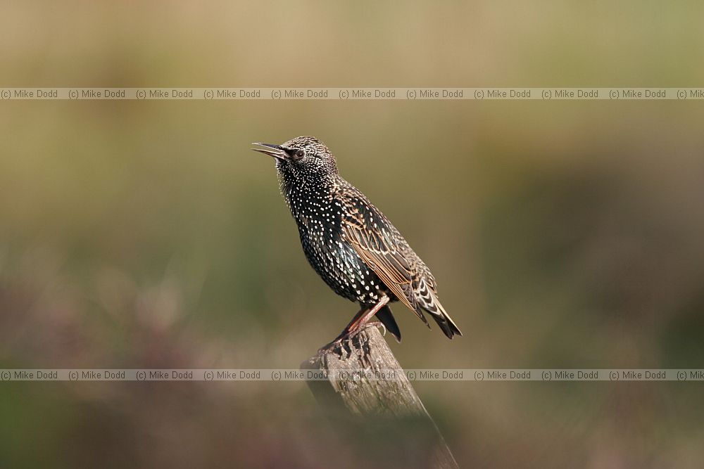 Sturnus vulgaris Starling