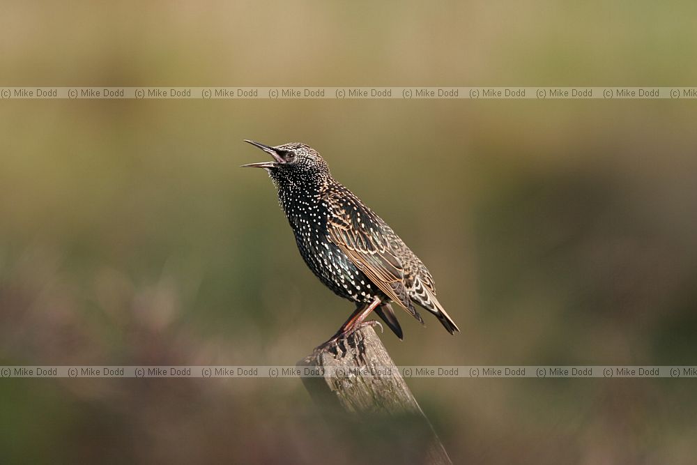 Sturnus vulgaris Starling