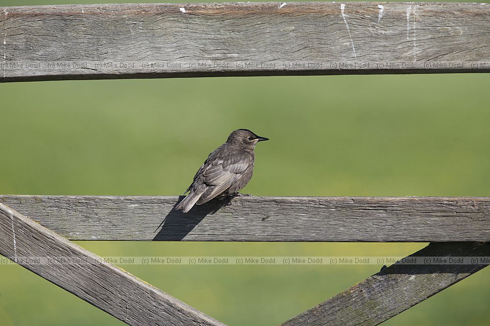 Sturnus vulgaris Starling