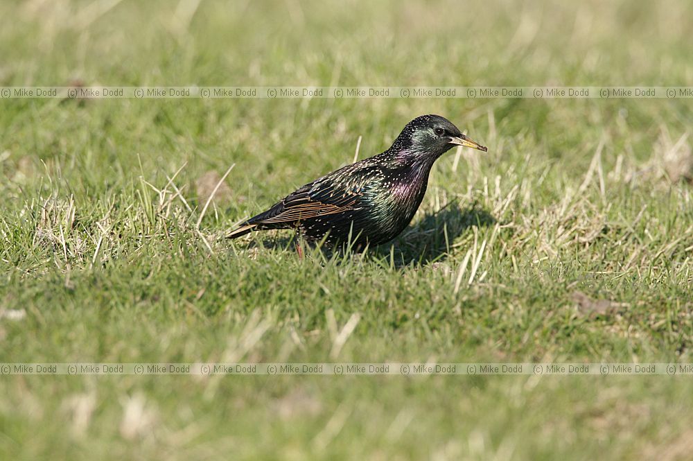Sturnus vulgaris Starling