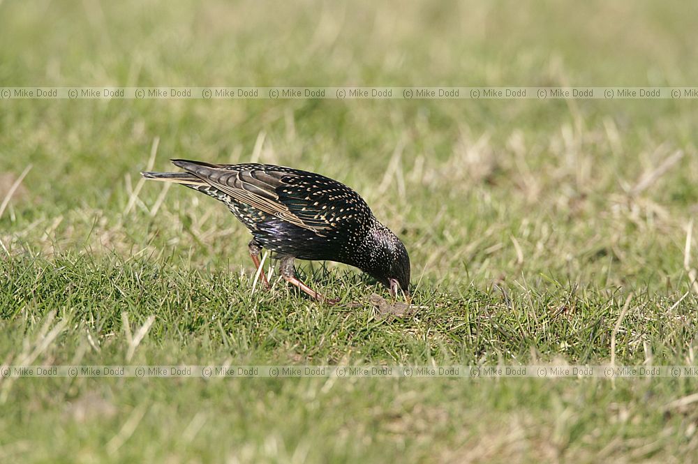 Sturnus vulgaris Starling