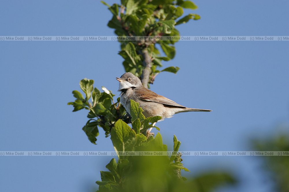 Sylvia communis Whitethroat