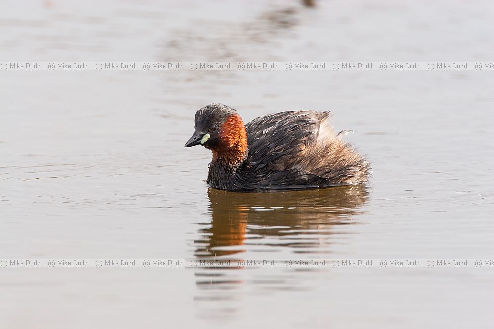 Tachybaptus ruficollis Little Grebe