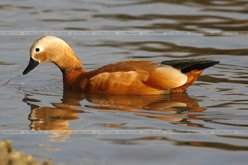 Tadorna ferruginea Ruddy Shelduck
