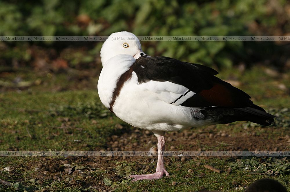 Tadorna radjah Radjah Shelduck